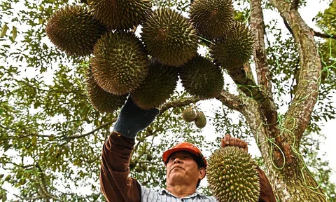 Sầu riêng tận dụng cơ hội vào Trung Quốc