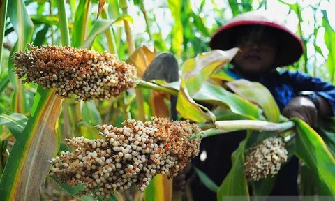 Indonesia chuẩn bị gì cho mục tiêu trở thành nền kinh tế lớn thứ 7 thế giới vào năm 2030?