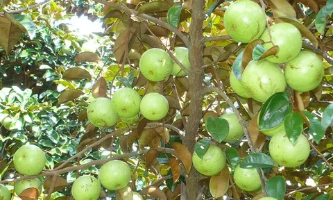 Trái cây Việt Nam có mặt tại 60 quốc gia và vùng lãnh thổ