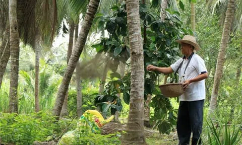 Xứ dừa Bến Tre định hướng 'giải bài toán' khó