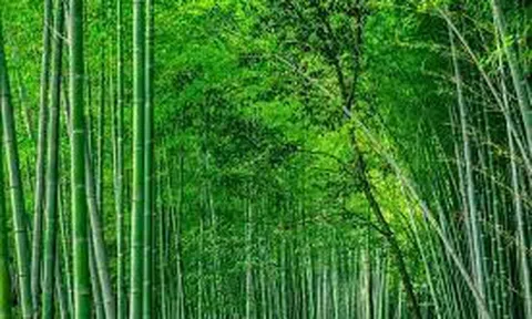 Phát triển tre Việt Nam theo chuỗi giá trị kinh tế tuần hoàn