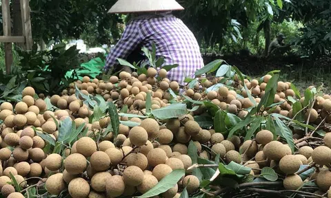 Bắc Giang đã xây dựng vùng nhãn quy mô 200ha, sản lượng 1.500 tấn đạt tiêu chuẩn xuất khẩu