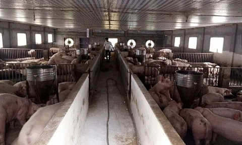 Phát triển chăn nuôi theo hướng bền vững