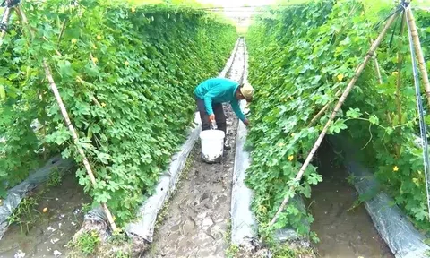 Long An: Phát triển ứng dụng công nghệ cao, chuyển đổi số ngành nông nghiệp