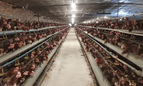 Tây Ninh tái cơ cấu chăn nuôi, phát triển nông nghiệp nông thôn bền vững