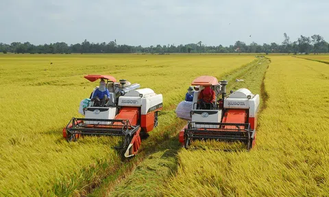 Nông dân Tiền Giang phấn khởi vì lúa vụ Hè thu được mùa, được giá