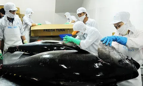 Xuất khẩu cá ngừ Việt Nam sang EU sẽ tiếp tục sụt giảm 