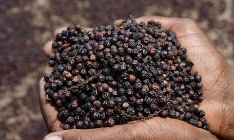 Giá tiêu hôm nay 14/8: Giá tiêu trong nước đi ngang, giao dịch trong khoảng 70.000 - 72.500 đồng/kg