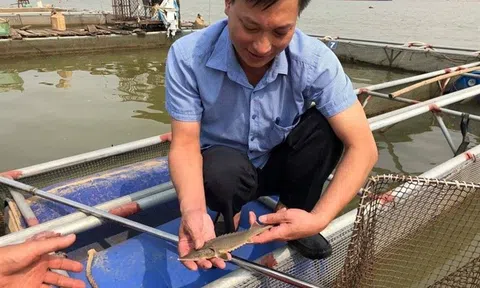 Phát triển nuôi trồng thủy sản công nghệ cao gắn với bảo vệ môi trường