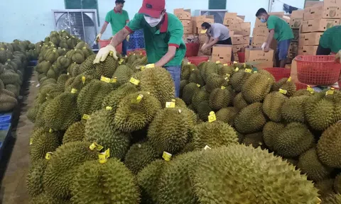 Hỗ trợ doanh nghiệp xuất khẩu sầu riêng, chanh leo sang thị trường Trung Quốc