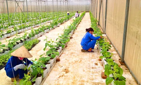 Hòa Bình: Phát triển kinh tế nông nghiệp xanh thân thiện môi trường