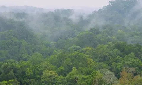 Cần tư duy nhạy bén trong quản lý, phát triển rừng