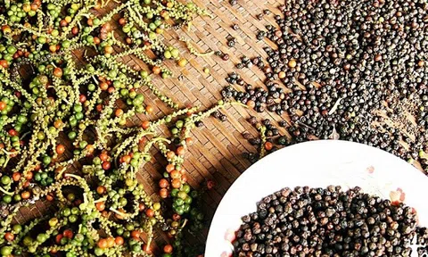 Giá tiêu hôm nay 17/8: Giá tiêu trong nước cao nhất ở mức 72.500 đồng/kg