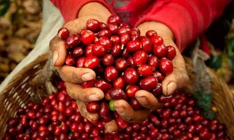 Tiêu dùng xanh ngày 18/8: Cà phê trong nước giảm gần 1.000 đồng/kg