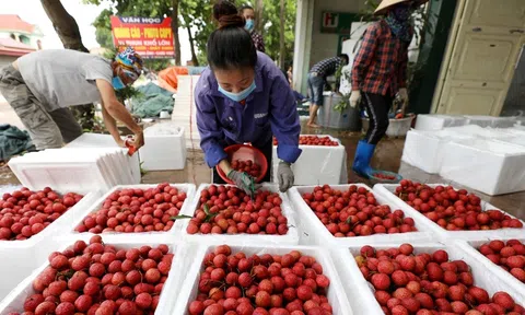 Thích ứng với quy định mới để xuất khẩu trái cây tươi vào Trung Quốc
