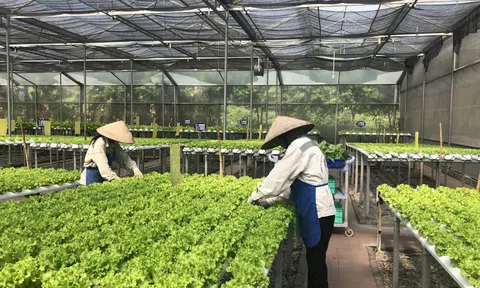 Cần khắc phục yếu điểm trong sản xuất giống cây trồng