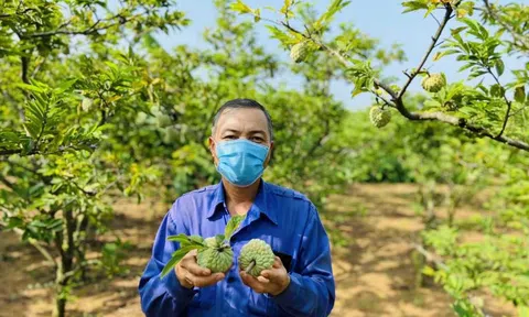 Nông dân Đông Triều "ấm no" nhờ vườn na