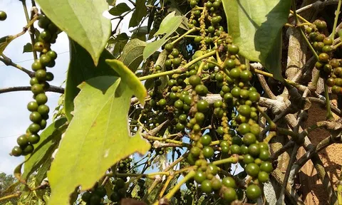 Giá tiêu hôm nay 21/8: Giá tiêu trong nước ổn định ở các địa phương