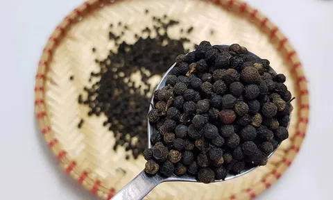 Giá tiêu hôm nay 22/8: Giá tiêu tiếp tục giảm nhẹ, đại lý tích cực trữ hàng