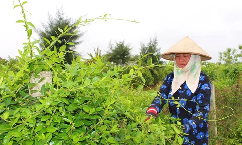 Hải Hậu phát triển nông nghiệp hữu cơ theo hướng bền vững