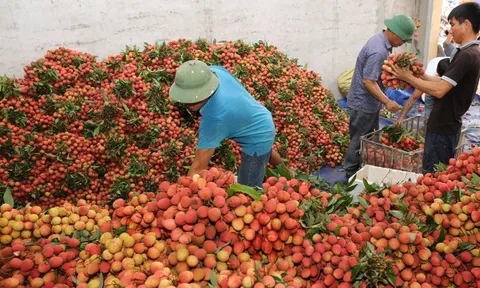  Năm 2022, Bắc Giang thu gần 6.800 tỷ đồng từ vải thiều và các dịch vụ phụ trợ