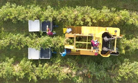 Rộn ràng mùa Blueberry Hoa Kỳ