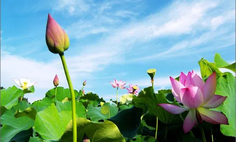 Đồng Tháp: Phê duyệt Đề án tái cơ cấu nông nghiệp đến năm 2025