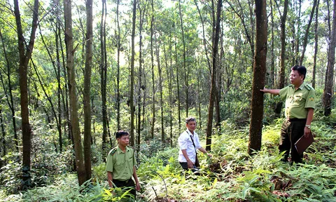 Phú Thọ: Quản lý, bảo vệ, phát triển và làm giàu từ rừng trên địa bàn huyện Thanh Ba