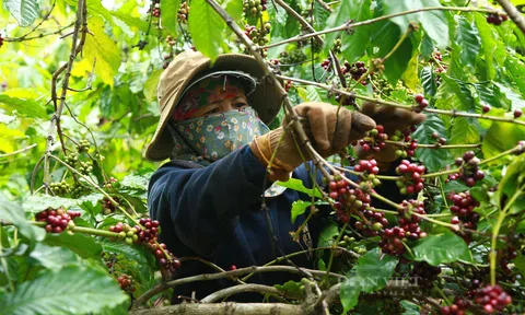 Lượng dự trữ hạt cà phê của Việt Nam đang xuống thấp
