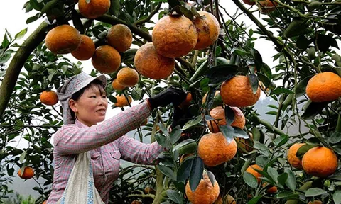 Điểm sáng trong phong trào sản xuất nông nghiệp hữu cơ ở Tuyên Quang