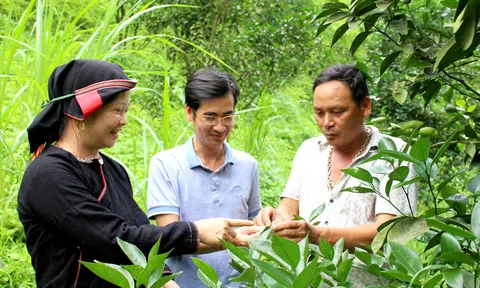 Triệu phú trên đất cằn Ngòi Han