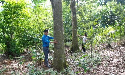 Lào Cai: “Hái ra tiền” với loại cây trồng chỉ vào rừng tỉa cành, tỉa lá ở Cam Cọn