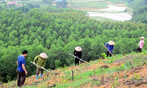 Đẩy mạnh tiến độ thực hiện kế hoạch trồng rừng và trồng cây phân tán năm 2022