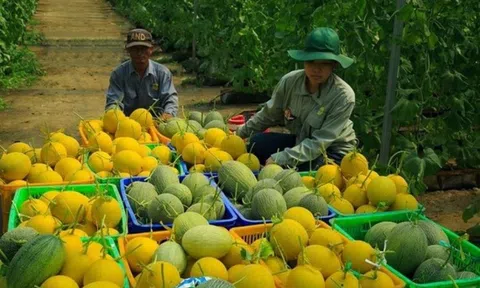 Kinh tế trang trại mang lại hiệu quả cao cho sản xuất nông nghiệp