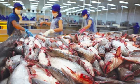 Xuất khẩu cá tra sang thị trường CPTPP tăng mạnh mẽ