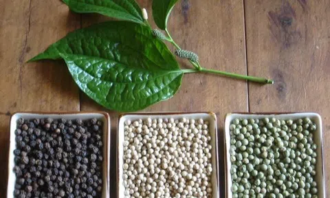 Giá tiêu hôm nay 1/9: Thị trường trong nước kém sôi động, giao dịch từ 66.500 - 70.000 đ/kg.