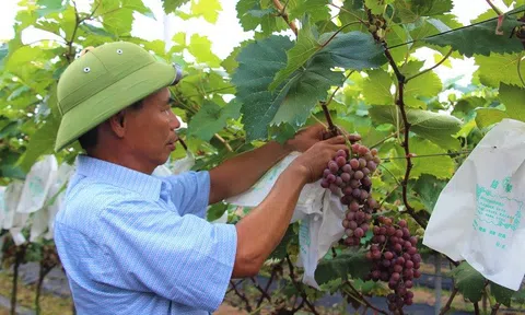 Trồng nho sạch theo phương châm “4 không”