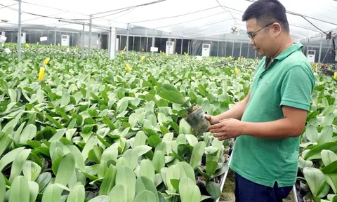 Hiệu quả từ nông nghiệp hữu cơ