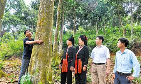 Huyện Văn Yên tăng cường công tác quản lý bảo vệ rừng