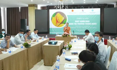 Xuất khẩu xoài sang Trung Quốc: Cần đáp ứng được những yêu cầu, quy định mới