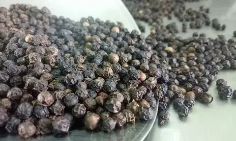 Giá tiêu hôm nay 5/9: Thị trường tiêu trong nước ổn định