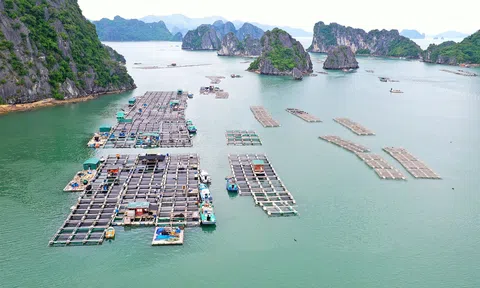 Quảng Ninh: Phát triển bền vững kinh tế biển, nâng cao giá trị sản xuất ngành thuỷ sản