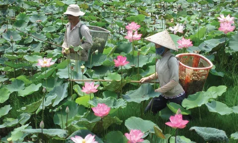 Đẩy mạnh nâng cao giá trị sản phẩm sen Đồng Tháp