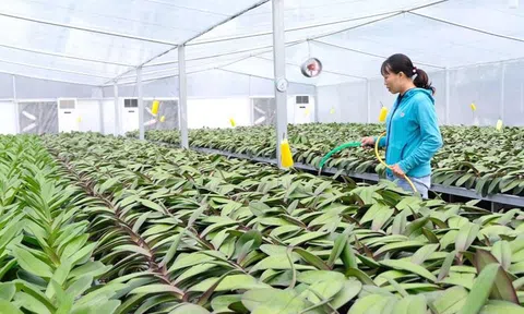 Huyện Thanh Oai đẩy mạnh sản xuất nông nghiệp công nghệ cao