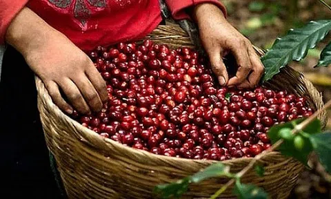 Tiêu dùng xanh ngày 6/9: Giá cà phê trong nước không biến động nhiều