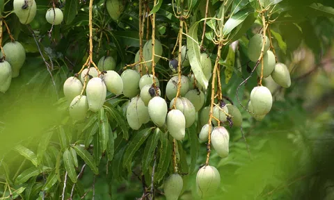 Tận dụng cơ hội xuất khẩu xoài sang Trung Quốc