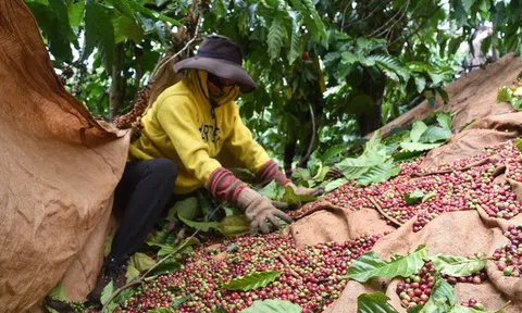 8 tháng đầu năm 2022: Xuất khẩu cà phê của Việt Nam thu về hơn 2,8 tỷ USD