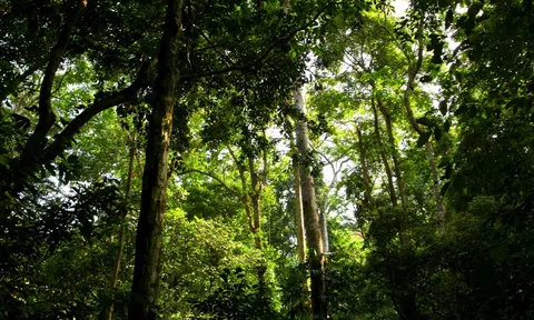 Lâm nghiệp là một trong những ngành mũi nhọn để phát triển kinh tế Tuyên Quang