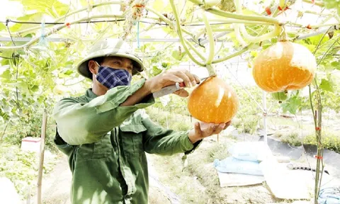 Vĩnh Phúc phát huy tiềm năng và thế mạnh trong sản xuất nông nghiệp hữu cơ