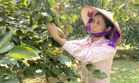 Nông dân thu lãi lớn nhờ trồng giống hồng không hạt đạt tiêu chuẩn VietGAP